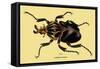 Beetle: African Goliathus Magnus-Sir William Jardine-Framed Stretched Canvas