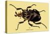 Beetle: African Goliathus Magnus-Sir William Jardine-Stretched Canvas