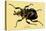 Beetle: African Goliathus Magnus-Sir William Jardine-Stretched Canvas