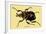 Beetle: African Goliathus Magnus-Sir William Jardine-Framed Art Print