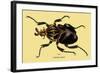 Beetle: African Goliathus Magnus-Sir William Jardine-Framed Art Print