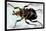 Beetle: African Goliathus Magnus-Sir William Jardine-Stretched Canvas
