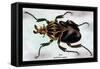 Beetle: African Goliathus Magnus-Sir William Jardine-Framed Stretched Canvas