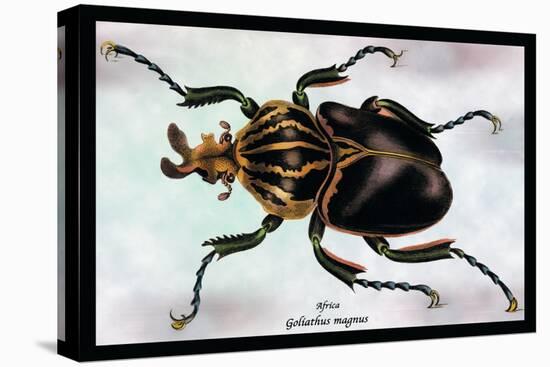 Beetle: African Goliathus Magnus-Sir William Jardine-Stretched Canvas