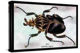 Beetle: African Goliathus Magnus-Sir William Jardine-Stretched Canvas