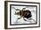 Beetle: African Goliathus Magnus-Sir William Jardine-Framed Art Print