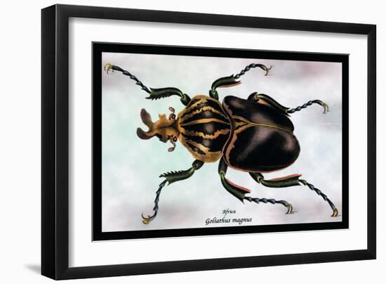 Beetle: African Goliathus Magnus-Sir William Jardine-Framed Art Print