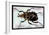 Beetle: African Goliathus Magnus-Sir William Jardine-Framed Art Print