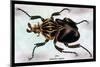 Beetle: African Goliathus Magnus-Sir William Jardine-Mounted Art Print