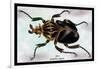 Beetle: African Goliathus Magnus-Sir William Jardine-Framed Art Print