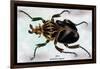 Beetle: African Goliathus Magnus-Sir William Jardine-Framed Art Print