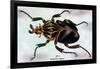 Beetle: African Goliathus Magnus-Sir William Jardine-Framed Art Print