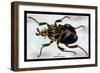 Beetle: African Goliathus Magnus-Sir William Jardine-Framed Premium Giclee Print