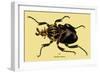 Beetle: African Goliathus Magnus-Sir William Jardine-Framed Art Print