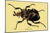 Beetle: African Goliathus Magnus-Sir William Jardine-Mounted Art Print