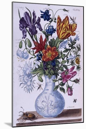 Beetle and Different Flowers - Dess. by Maria Sibylla Merian, N.D., Approx. Late 18Th Century-Maria Sibylla Graff Merian-Mounted Giclee Print