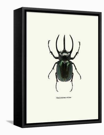 Beetle Black-null-Framed Stretched Canvas