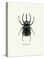 Beetle Black-null-Stretched Canvas