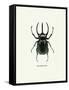 Beetle Black-null-Framed Stretched Canvas