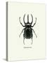 Beetle Black-null-Stretched Canvas