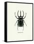 Beetle Black-null-Framed Stretched Canvas