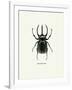 Beetle Black-null-Framed Art Print