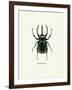 Beetle Black-null-Framed Art Print