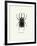 Beetle Black-null-Framed Art Print