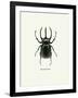 Beetle Black-null-Framed Art Print
