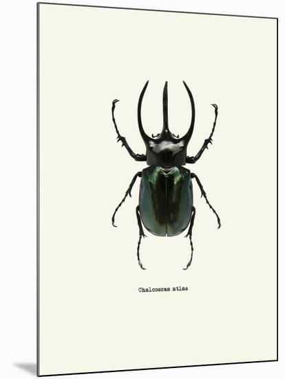 Beetle Black-null-Mounted Art Print