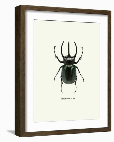 Beetle Black-null-Framed Art Print