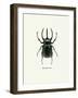 Beetle Black-null-Framed Art Print