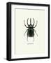 Beetle Black-null-Framed Art Print