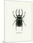 Beetle Black-null-Mounted Art Print