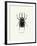 Beetle Black-null-Framed Art Print