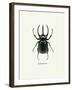 Beetle Black-null-Framed Art Print