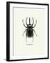 Beetle Black-null-Framed Art Print