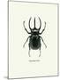 Beetle Black-null-Mounted Art Print