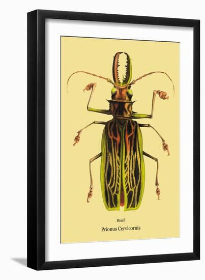 Beetle: Brazilian Prionus Cervicornis-Sir William Jardine-Framed Art Print