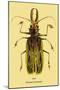 Beetle: Brazilian Prionus Cervicornis-Sir William Jardine-Mounted Art Print