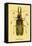 Beetle: Brazilian Prionus Cervicornis-Sir William Jardine-Framed Stretched Canvas