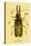 Beetle: Brazilian Prionus Cervicornis-Sir William Jardine-Stretched Canvas