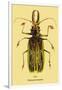 Beetle: Brazilian Prionus Cervicornis-Sir William Jardine-Framed Art Print