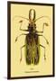 Beetle: Brazilian Prionus Cervicornis-Sir William Jardine-Framed Art Print