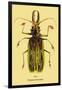 Beetle: Brazilian Prionus Cervicornis-Sir William Jardine-Framed Art Print