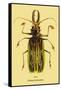 Beetle: Brazilian Prionus Cervicornis-Sir William Jardine-Framed Stretched Canvas