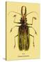 Beetle: Brazilian Prionus Cervicornis-Sir William Jardine-Stretched Canvas