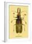 Beetle: Brazilian Prionus Cervicornis-Sir William Jardine-Framed Art Print