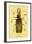 Beetle: Brazilian Prionus Cervicornis-Sir William Jardine-Framed Art Print