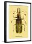 Beetle: Brazilian Prionus Cervicornis-Sir William Jardine-Framed Art Print